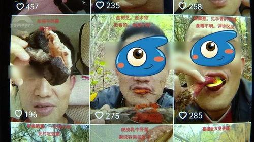 野生菌爆料视频大全集最新,探寻菌林奥秘，尽享美味之旅